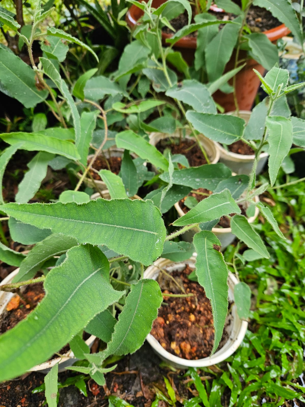 Lemon Eucalyptus