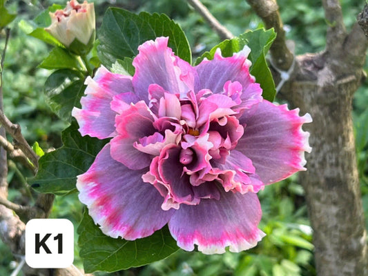 Exotic Hibiscus