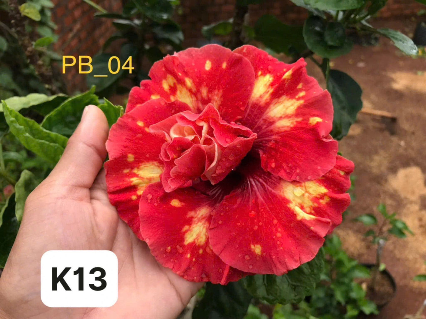 Exotic Hibiscus