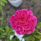 Kampong Rose