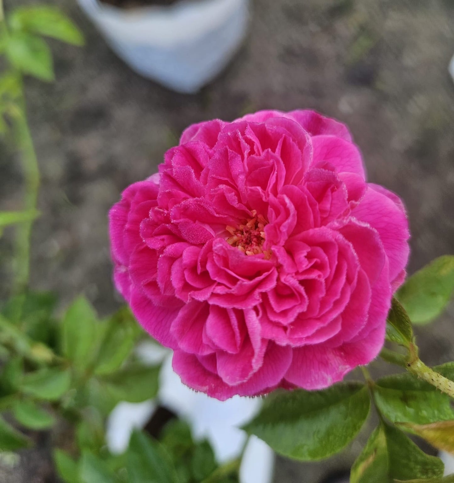 Kampong Rose