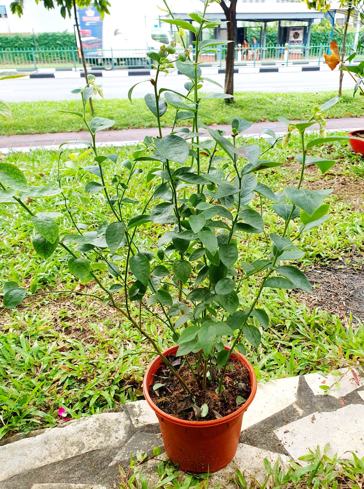 Blueberry Plant