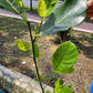 Malaysian Long Jack Fruit