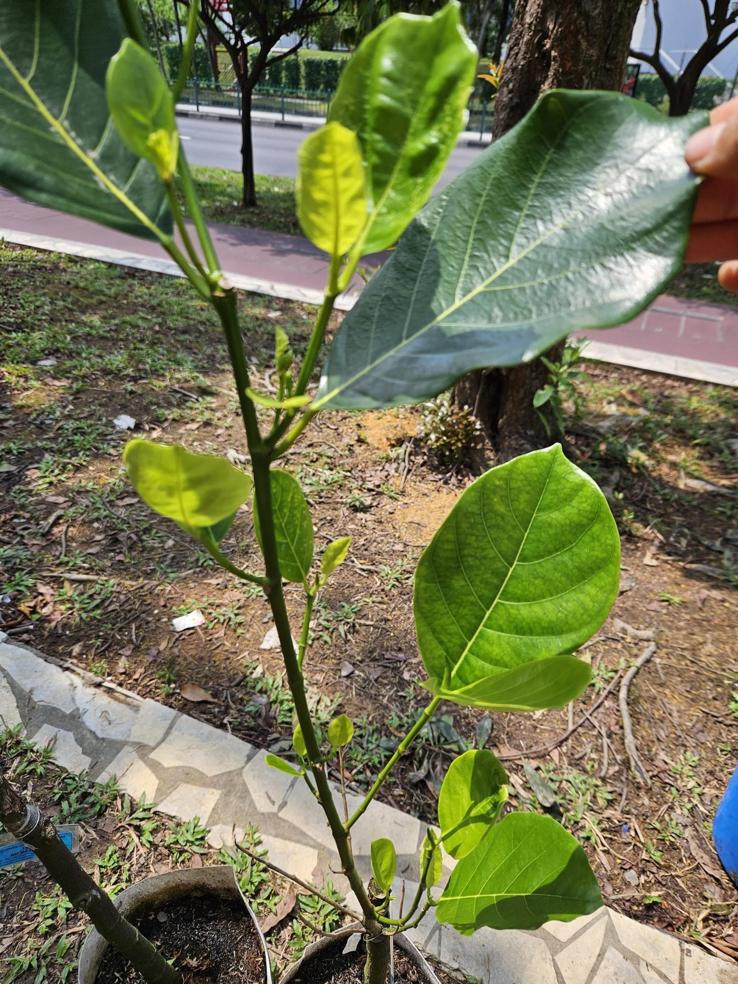 Malaysian Long Jack Fruit