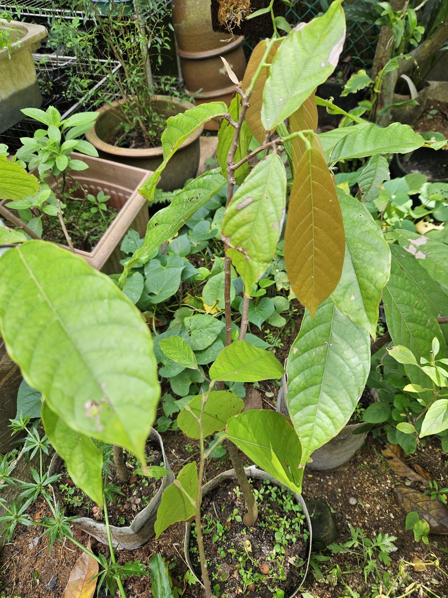 Cacao Grafted Plant