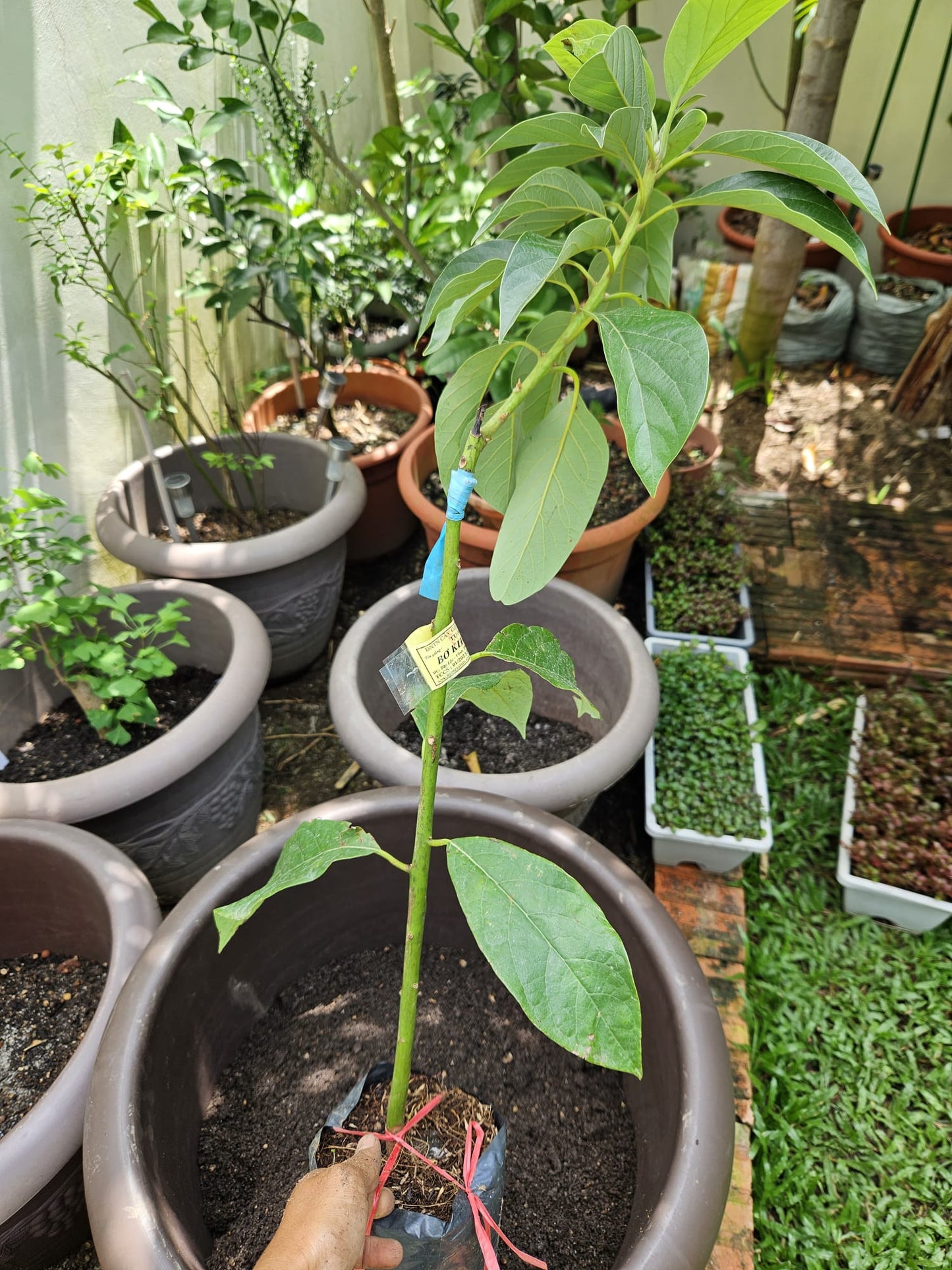 VN Long Creamy Avocado Plant