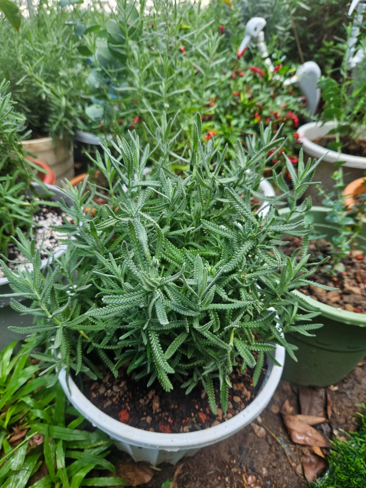 Dentata Lavender