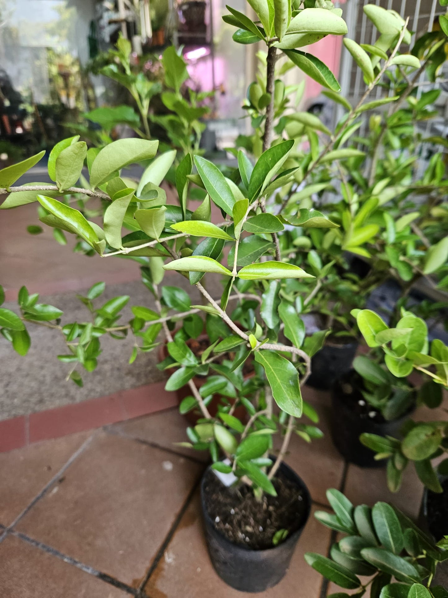 Barbados Cherry