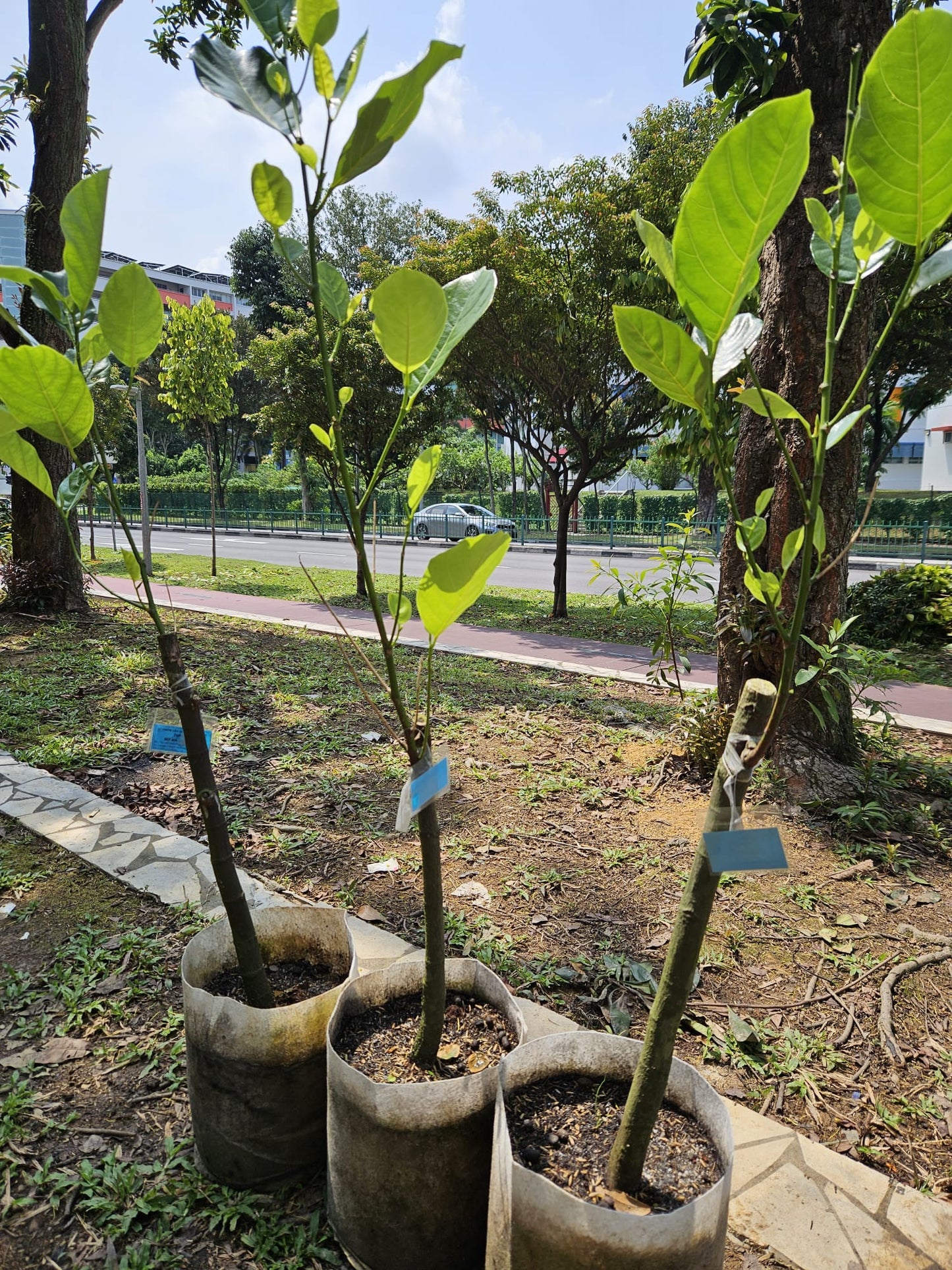 Malaysian Long Jack Fruit