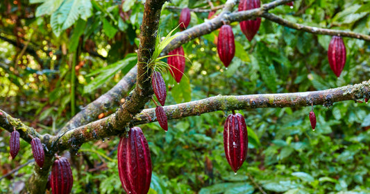 Cacao Grafted Plant