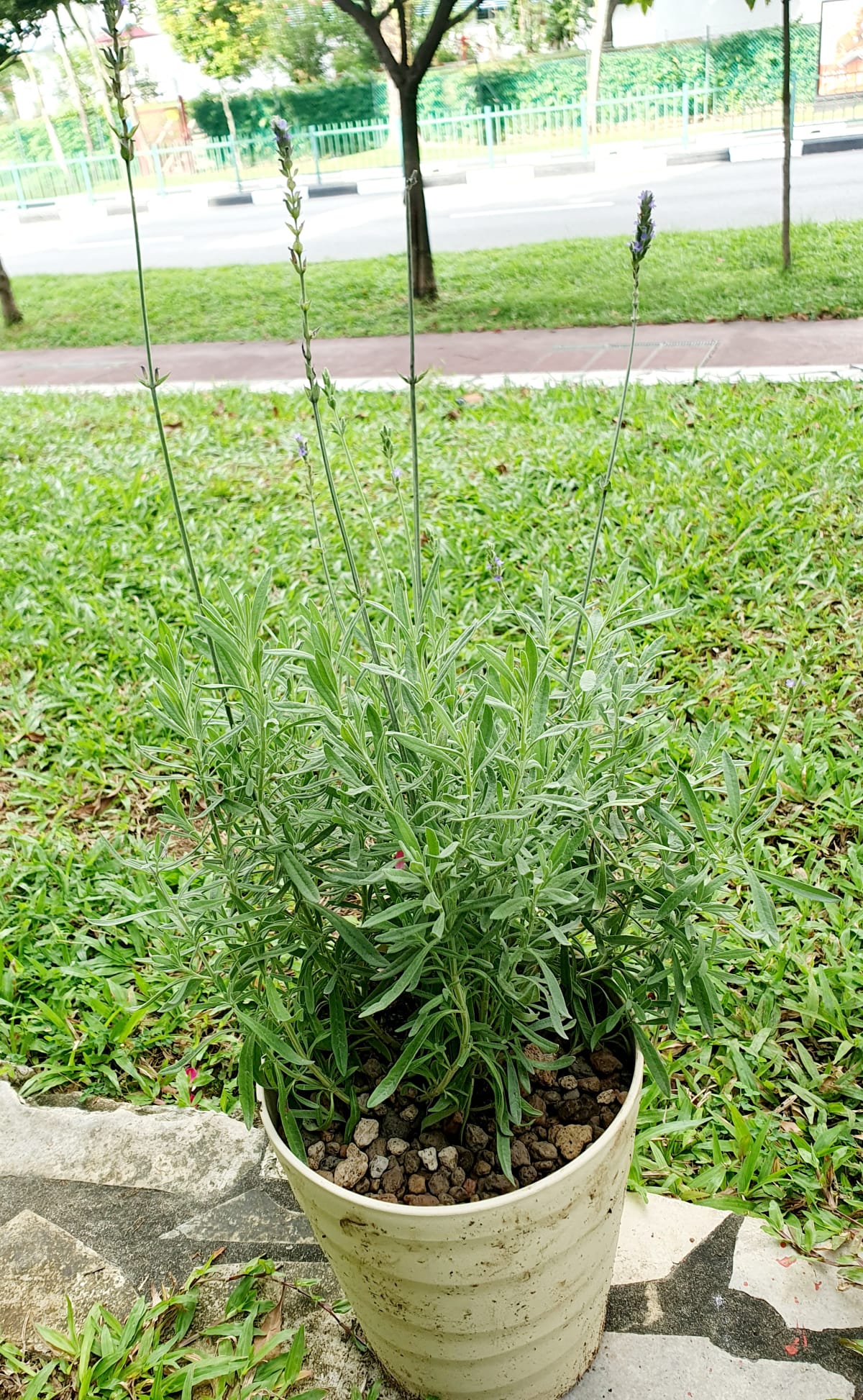 English Lavender