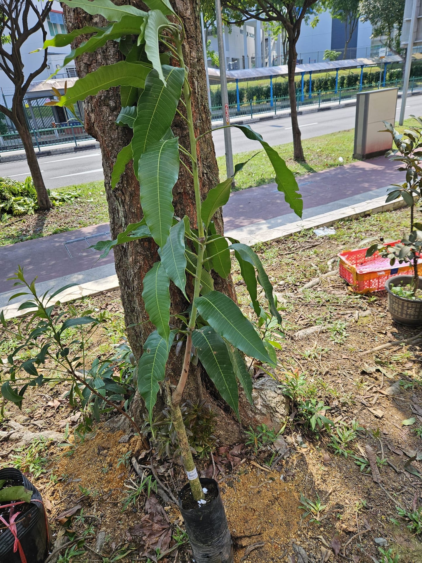 Hoa Loc Vietnam Sweet Mango