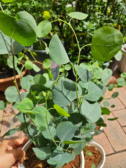 Japan Eucalyptus