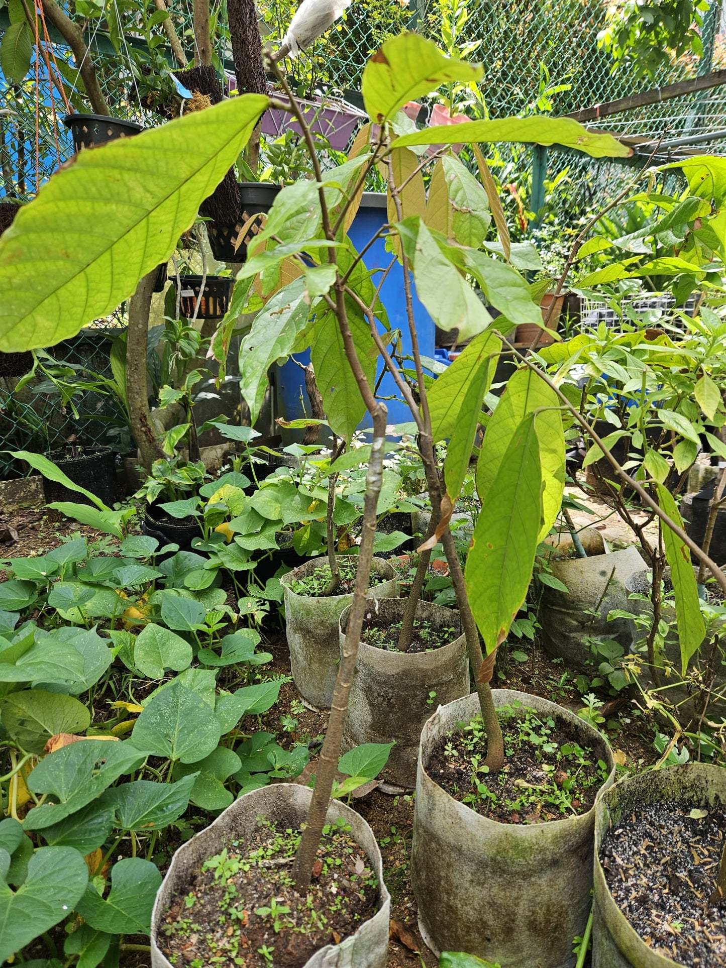 Cacao Grafted Plant
