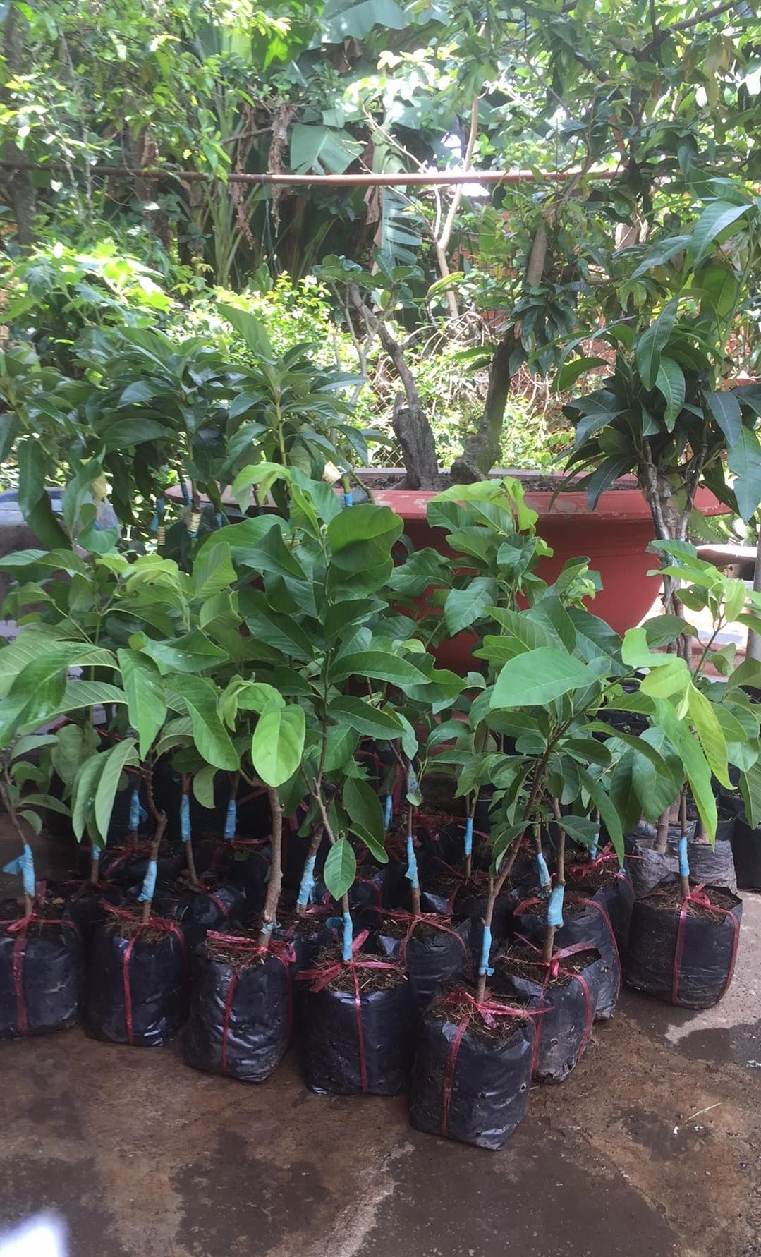 Custard Apple