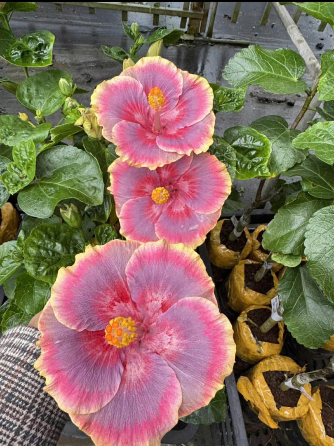 Exotic Hibiscus