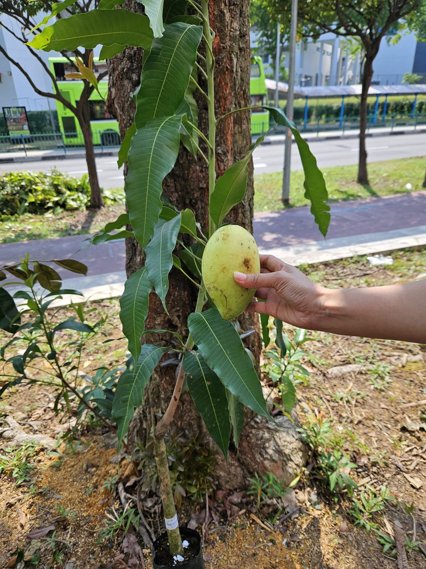 Hoa Loc Vietnam Sweet Mango