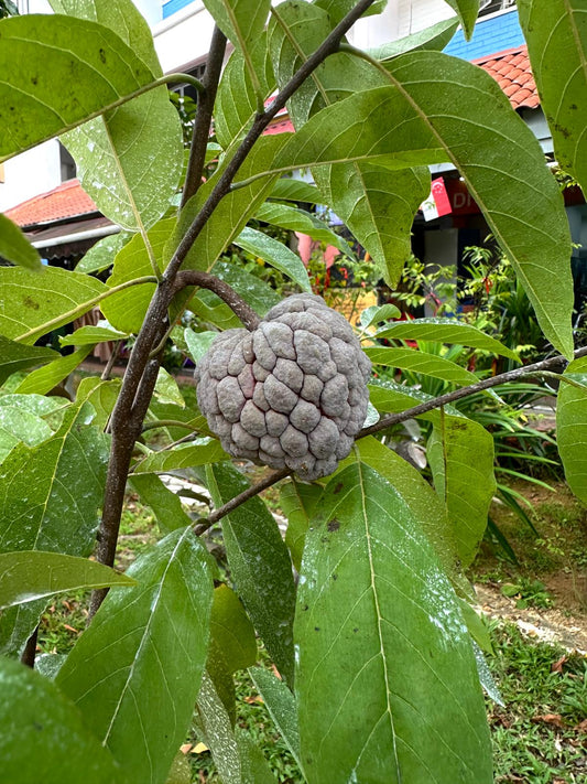 Red Custard Apple