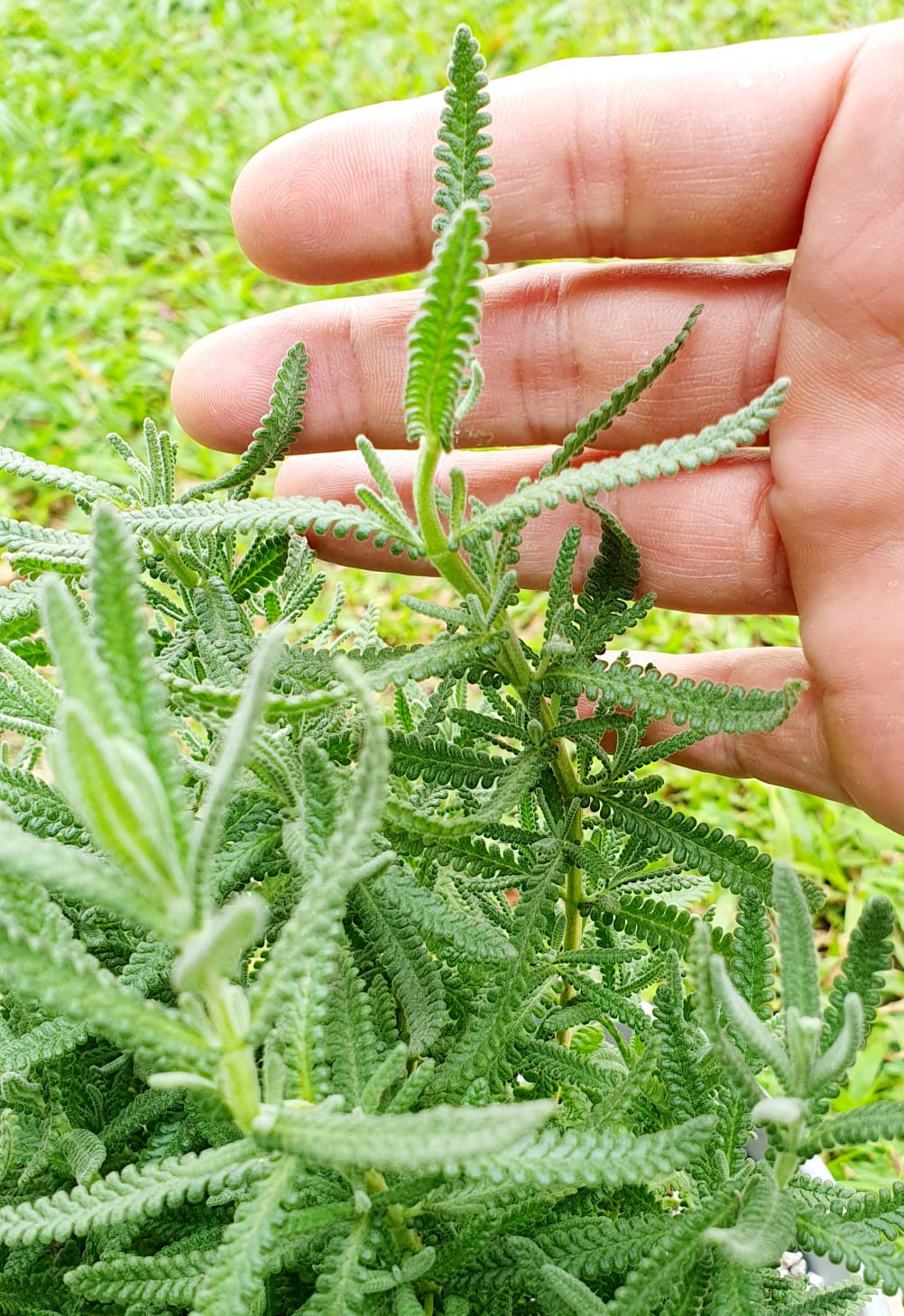 Dentata Lavender