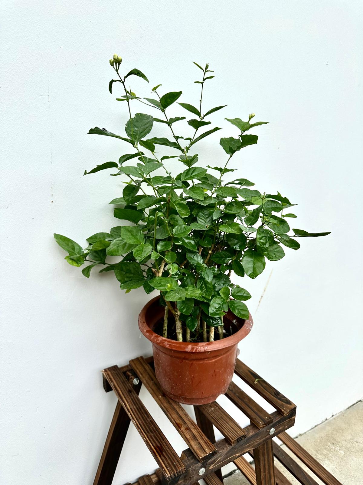 Arabian Jasmine