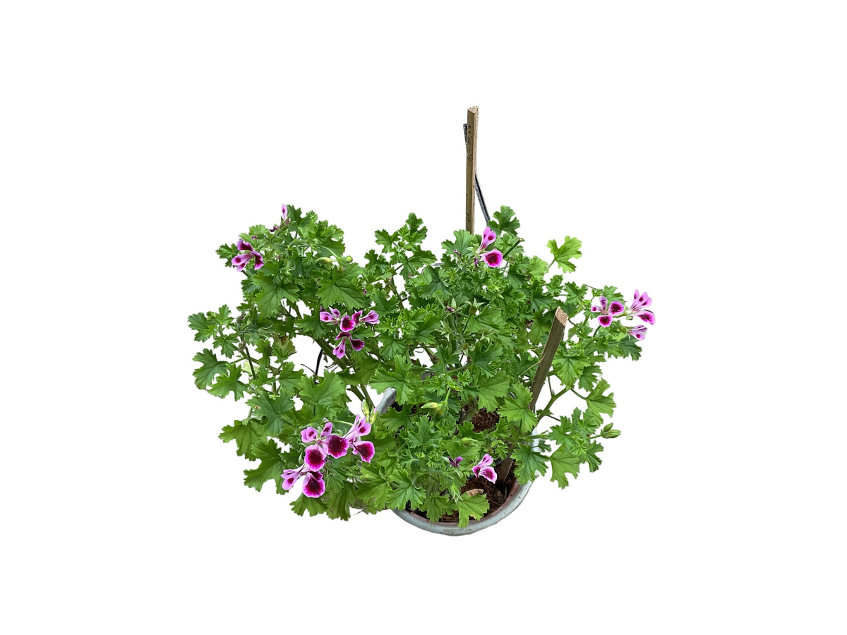 Gerarirum Rose