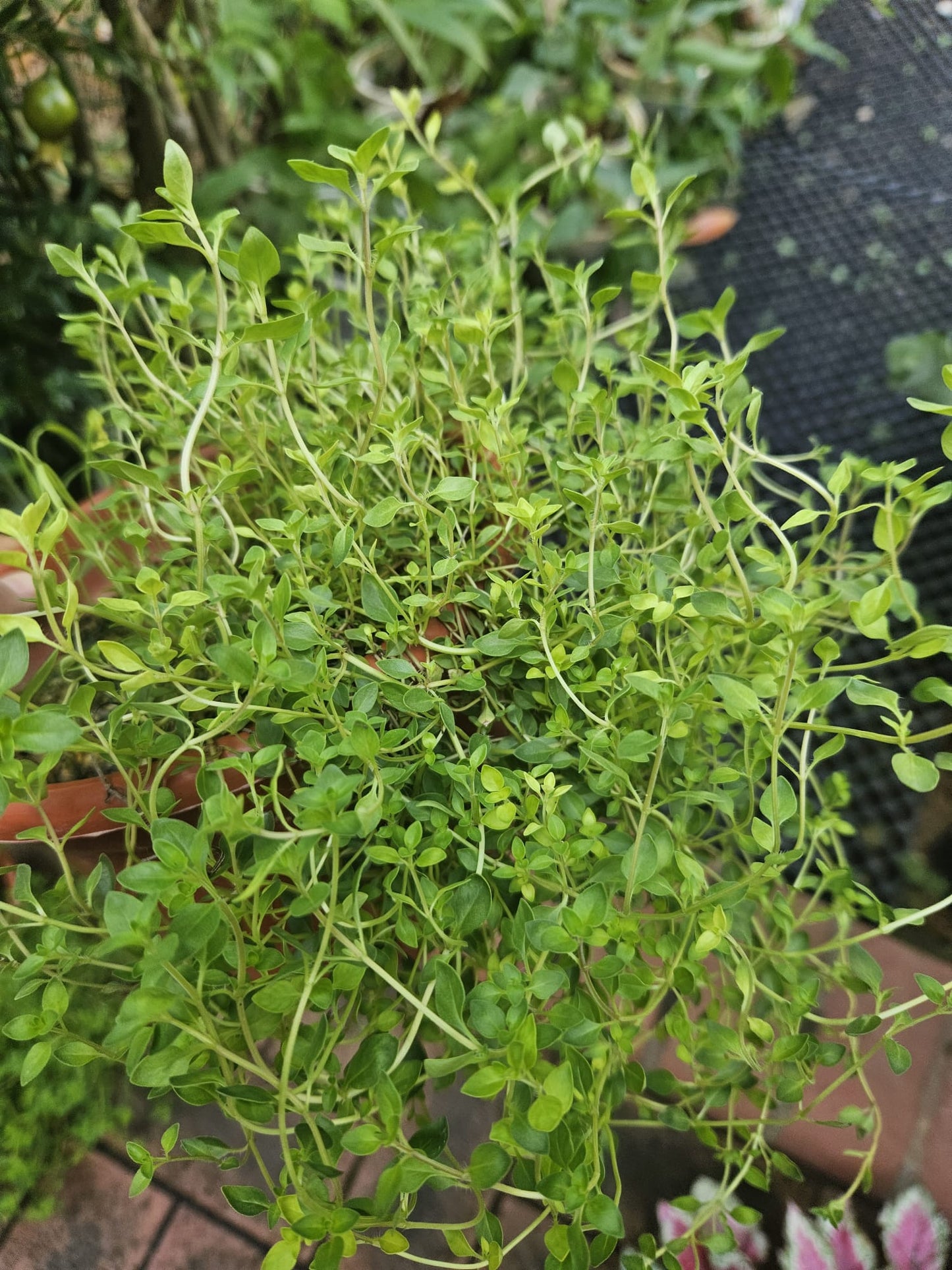 Thyme