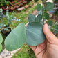 Japan Eucalyptus