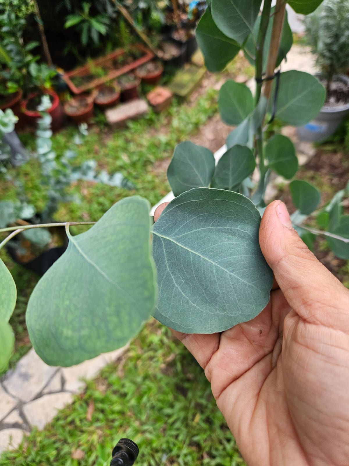 Japan Eucalyptus