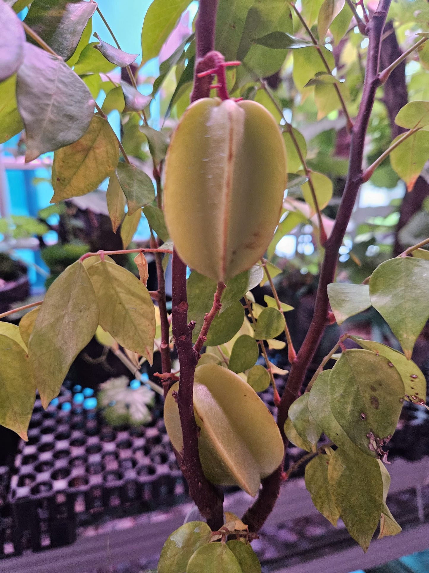 Sweet Star Fruit Grafted Plant