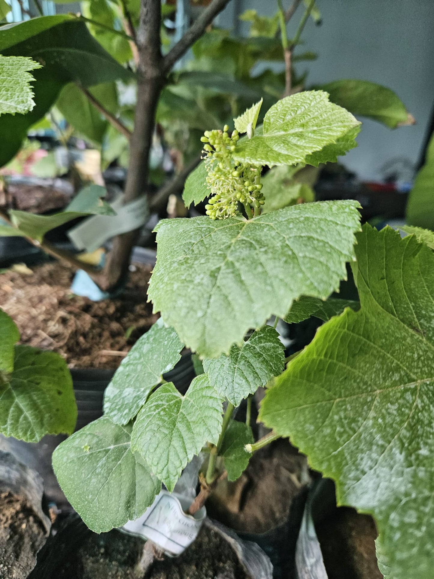 Muscat Bailey A Grafted Grape Plant