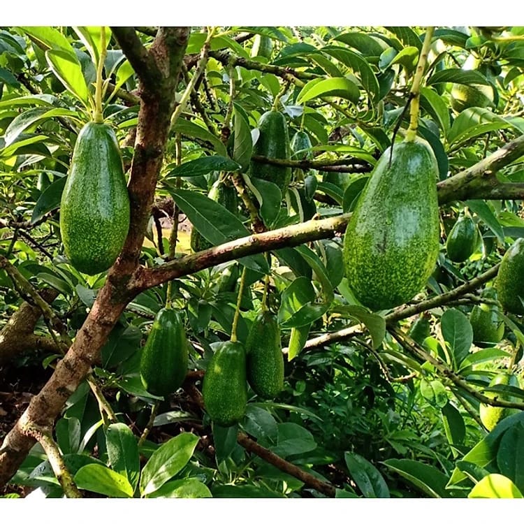 VN Long Creamy Avocado Plant