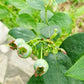 Blueberry Plant