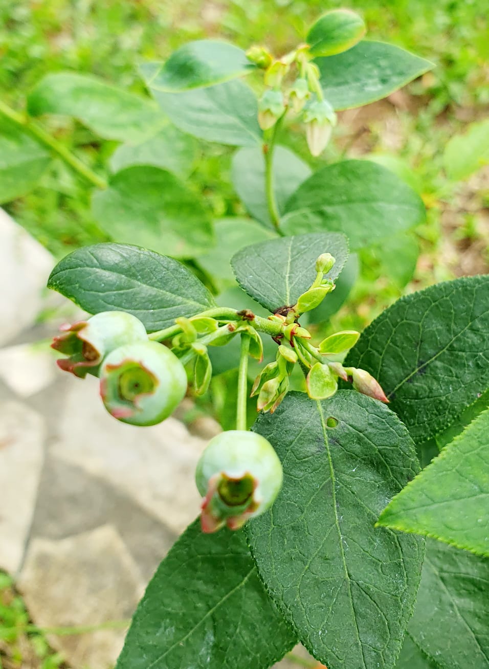 Blueberry Plant