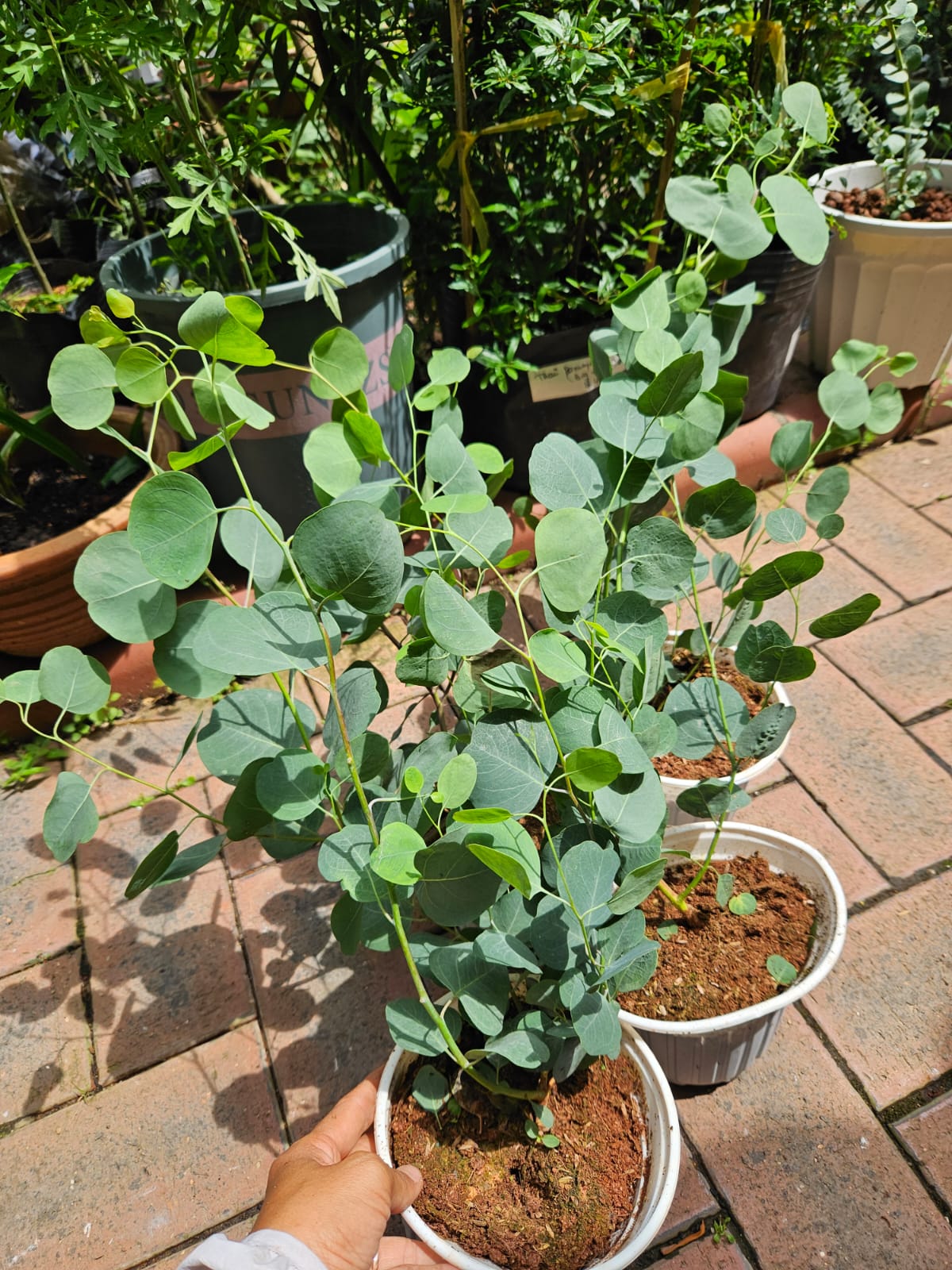 Japan Eucalyptus