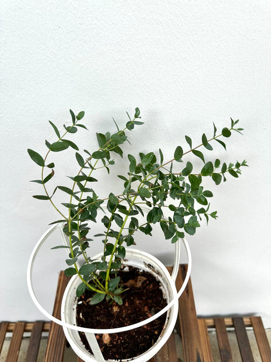 Gunnii Eucalyptus