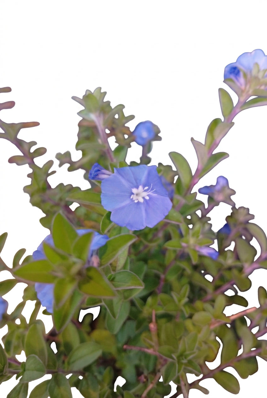 Blue Daze