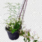 Clementis Fragrant