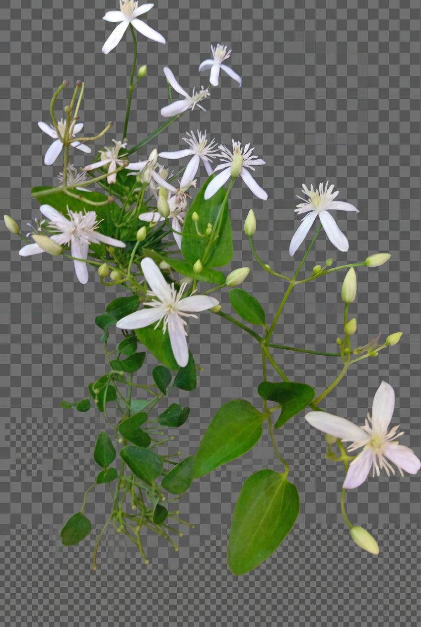 Clementis Fragrant