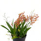 Oncidium Orchid