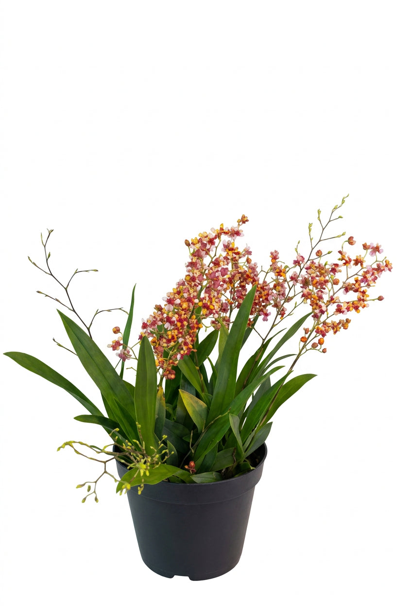 Oncidium Orchid