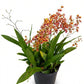 Oncidium Orchid