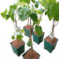 White Pearl Mulberry