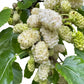 White Pearl Mulberry