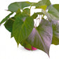 Sweet potato