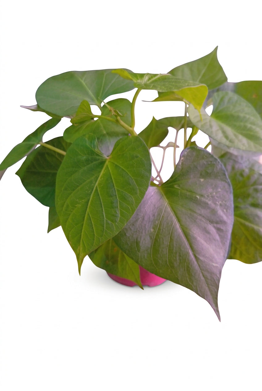 Sweet potato