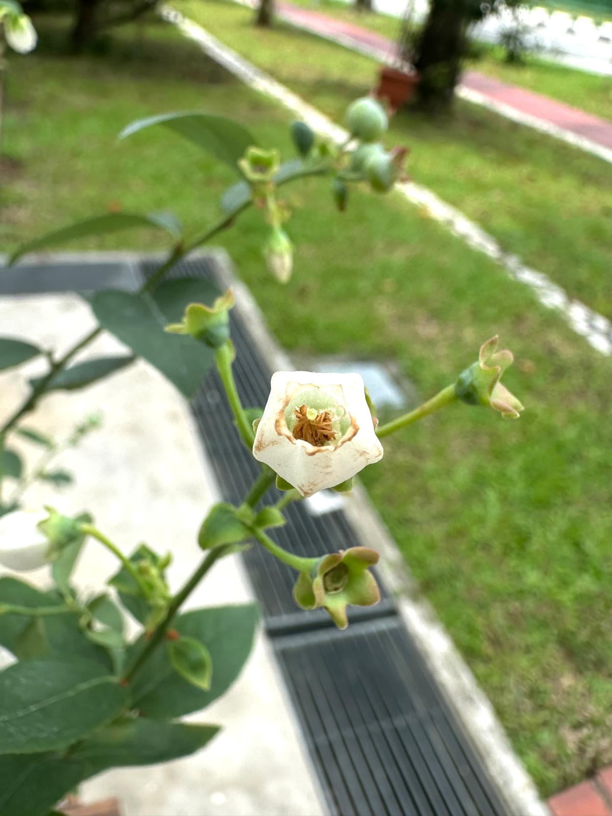 Blueberry Plant