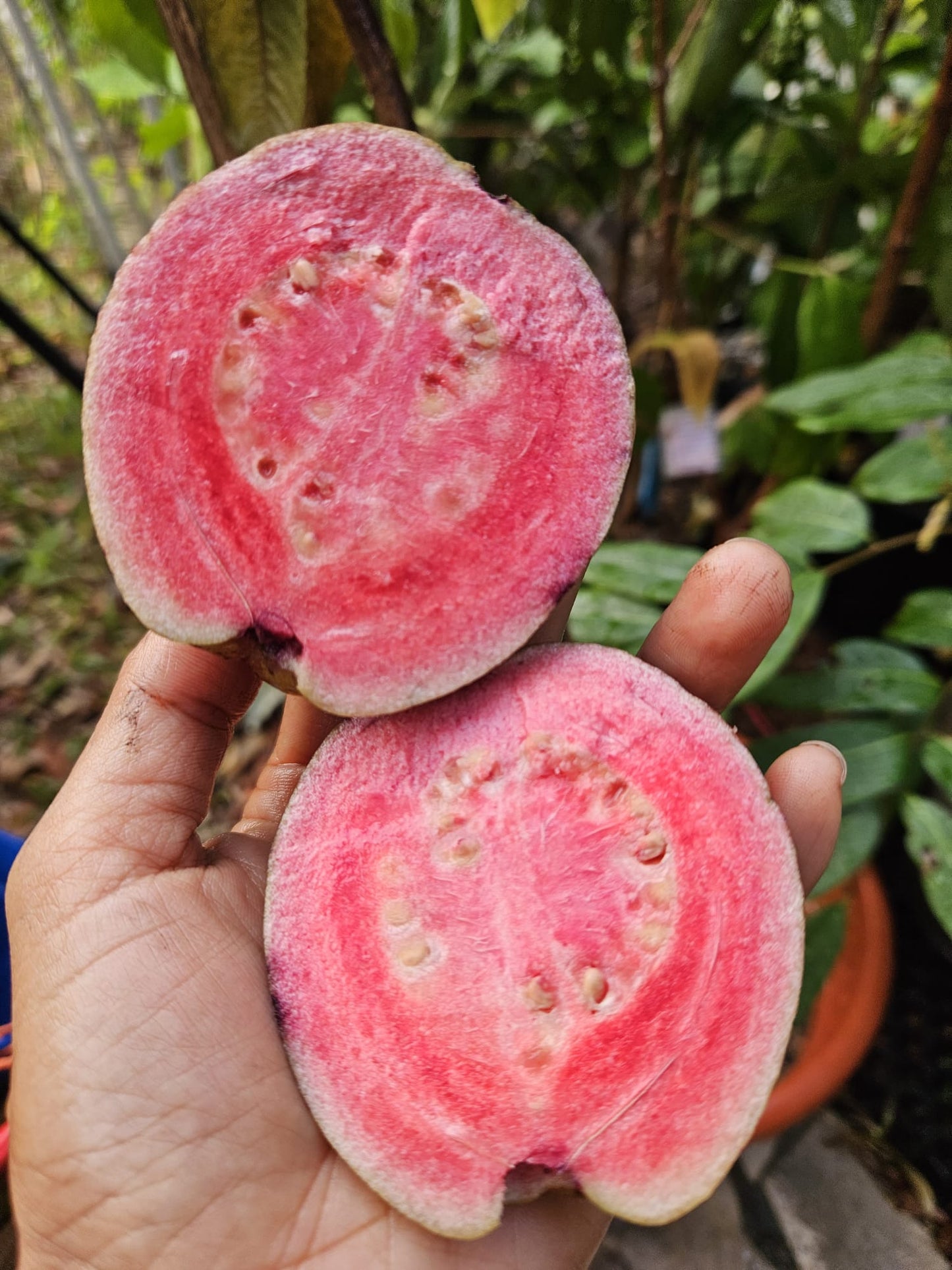 Purple Guava Plant