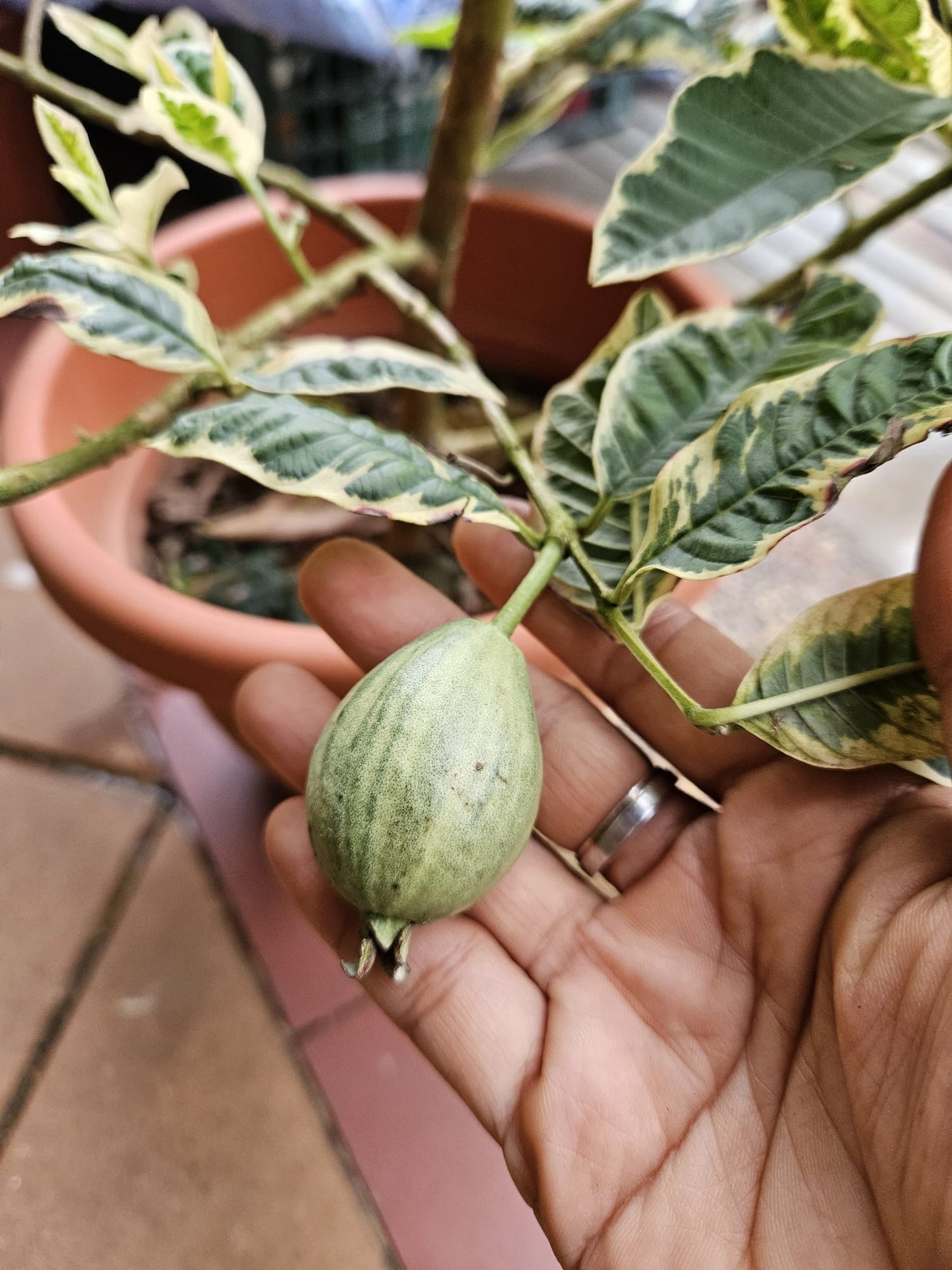 Variegated Pink Guava