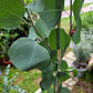 Japan Eucalyptus