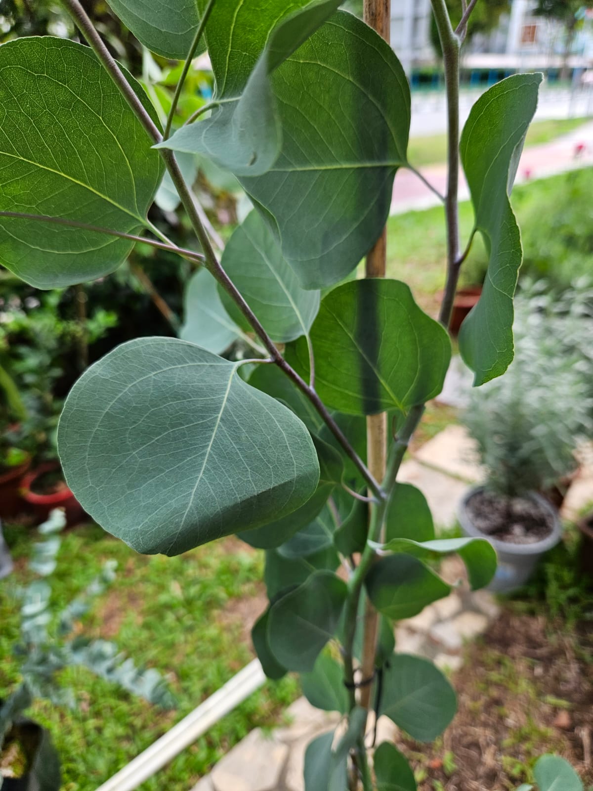 Japan Eucalyptus